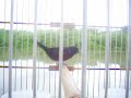 Curi� Rebite