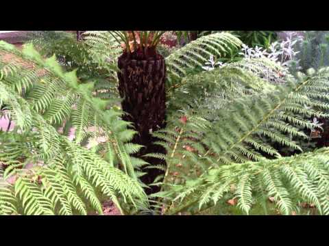 how to fertilize outdoor ferns