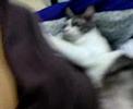 kitty-breast-massage.html