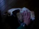 柴犬動画