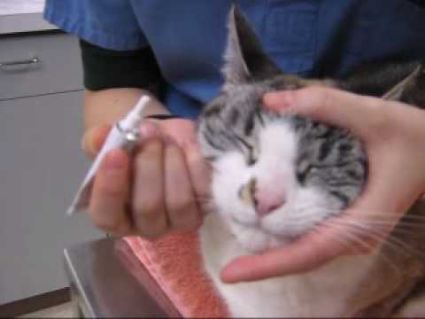 how to administer xalatan