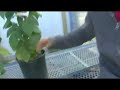 Buying Vegetable & Fruit Plants : Choosing & Planting Raspberry Bushes Buying Vegetable & Fruit Plants : Choosing & Planting Raspberry Bushes