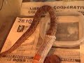 Cornsnake shedding