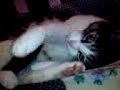 my cat