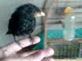 Bico de pimenta f�mea P�rola