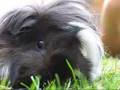 Cavia 2