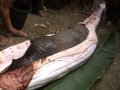 Snake Python ate a Pig