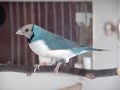 gouldian finch