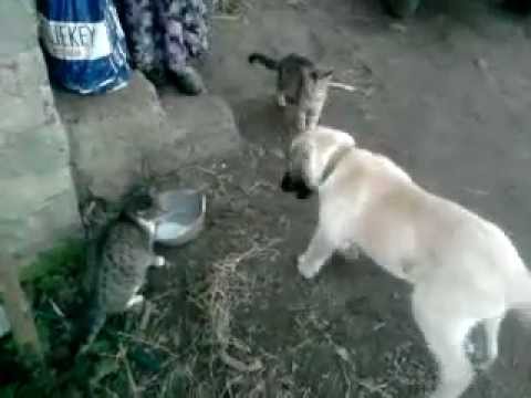 kangal