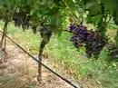 Long Island North Fork Wine Grapes and Vinyard