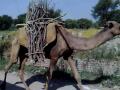 CAMELS CARRYING FIREWOOD THROUGH WAISA ATTOCK