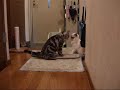 ???????????(=^?^=)?Silent Battle?cat??