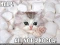 MOAR LOLCATS
