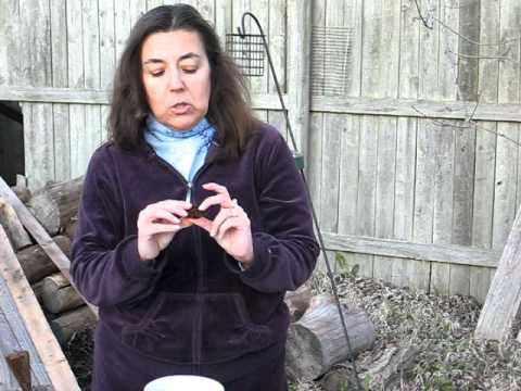 how to grow gloxinia