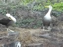 Waved Albatross Courtship Dance