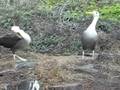 Waved-Albatross-Cour