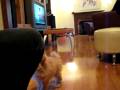 videos de Yogi doing fetch