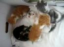 Charlie + kittens: stoeien