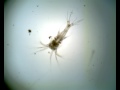 P monodon Zoea-I