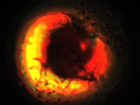 oscillation - THE OSCILLATION 'Future Echo' All Time Low Productions 2010 Directed by Julian Hand