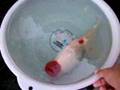 more, my GIANT Oranda, 11.75 inch, 4 yrs.