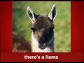 videos de Llama Llama Duck
