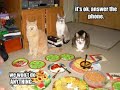Very Funny Cats 53