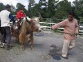 Monish riding yak
