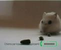The cleaner hamster! - criceto aspirasemi!