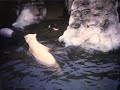 Polar Bears