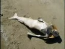 Sereia de Manaus "Encontrada na Praia da Lua ...