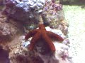 Estas sao 2 Estrelas do Mar, as novas habitantes do meu Aquario 
