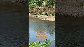 Duckies #shorts #viral #short #like #youtubeshorts #trending #subscribe #duck #nature #love #baby by Puffin Pete