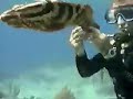 Cayman Islands Grouper Vacation Dive