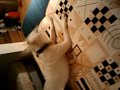 Crazy ass dog