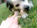 videos de PERRITO TIERNO JUGANDO CON HUESO