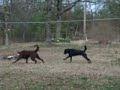 5b baja vs dogs 5b baja vs dogs