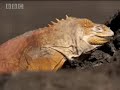 Galapagos