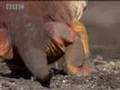 Iguanas of the volcanic Galapagos islands - BBC wildlife