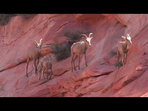 how to plan a trip to zion national park