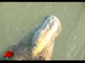 Raw Video: Manatee Rescued, Trucked to Fla.