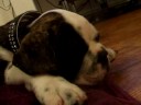Matzoball Snoring In Sleep (English Bulldog)