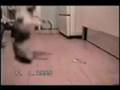 Gatos Loucos