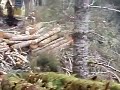 yarder logging with tons of small alder pulp yarder logging with tons of small alder pulp