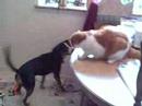 Cat and Dog Fight 0-1 Cat and Dog Fight 0-1
