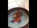 videos de David Young eats bugs