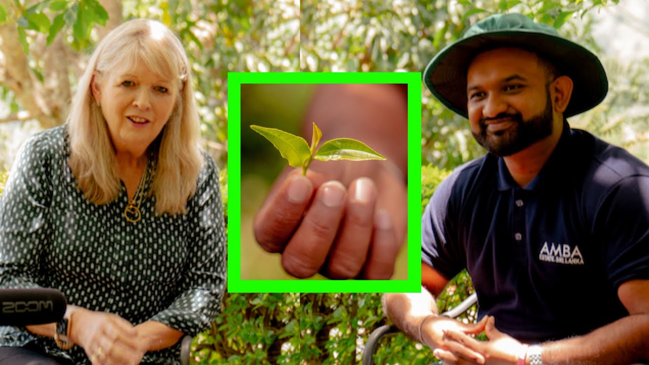 Amba Estate's Revolutionary Approach to Tea Production! - Sri Lanka Artisan Tea Farmers