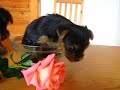 Teacup yorkshire terriers and the rose