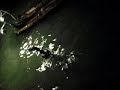 Pesca con cormoranes Pesca con cormoranes