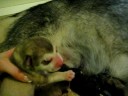 Zouk & Clara Puppies - Day One